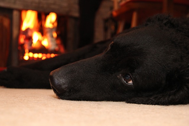 Black lab in front of a fireplace.