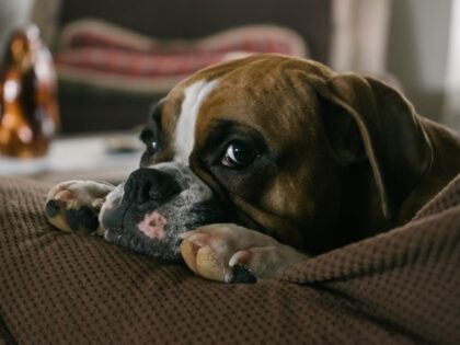 English bulldog lays on the couch.
