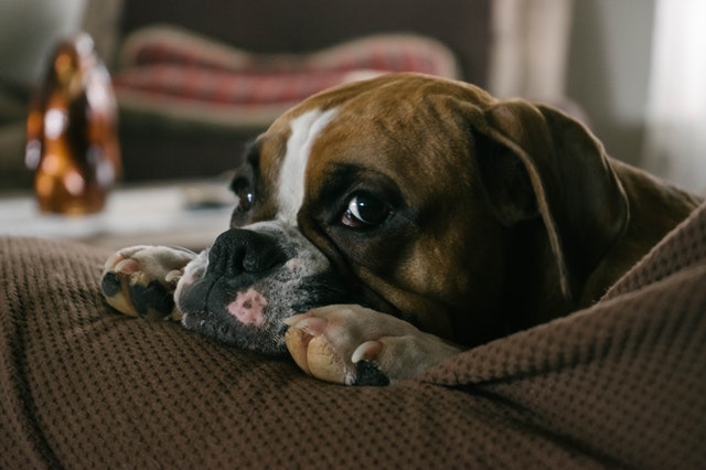 English bulldog lays on the couch.
