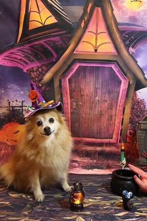 Pomeranian poses for Halloween scene.