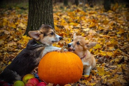 Welsh Corgis playing on a pumpkin.