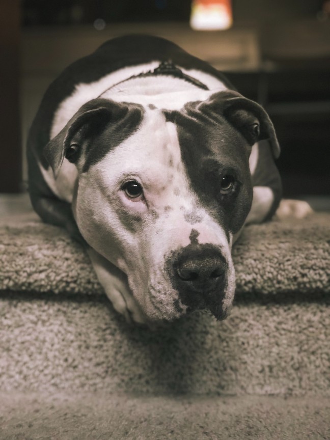 Bully breed lying on the stairs.