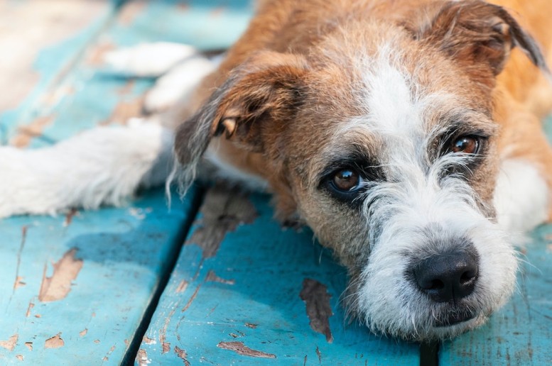 Dog with sad eyes lies down on the deck.