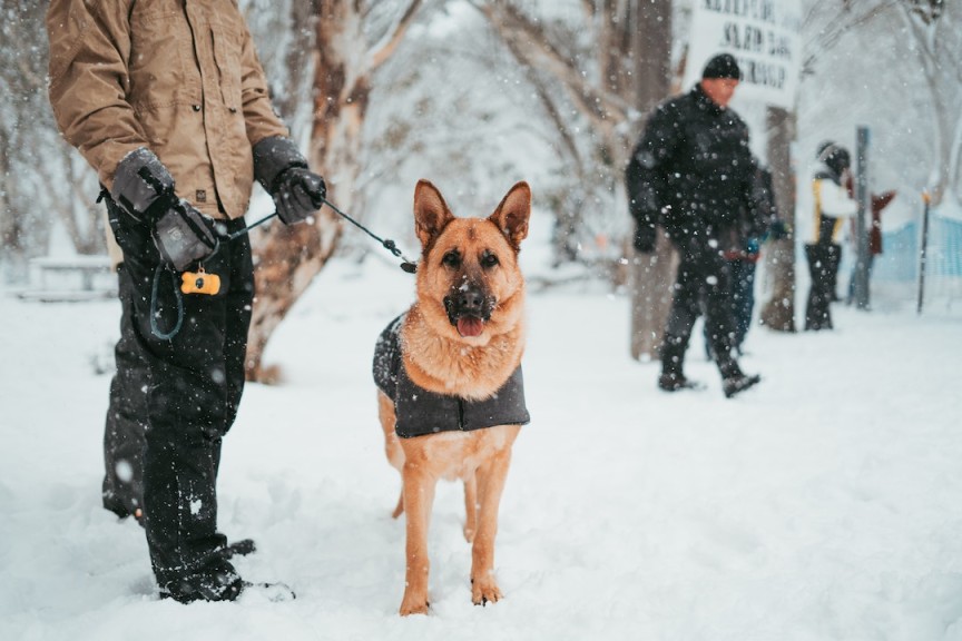 German Shepherd out for a walk on snowy winter day.