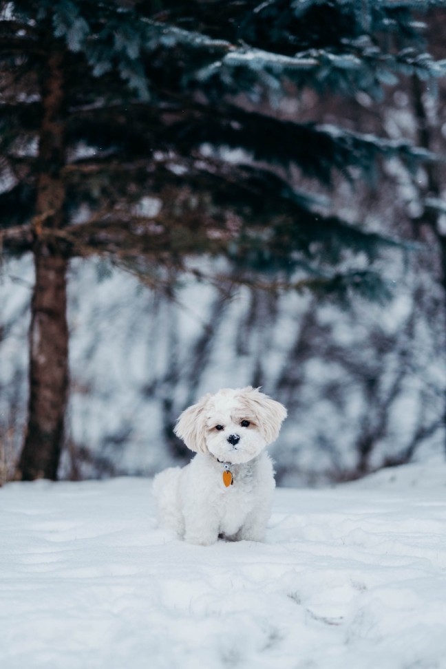 Cute puppy sits in the snow.