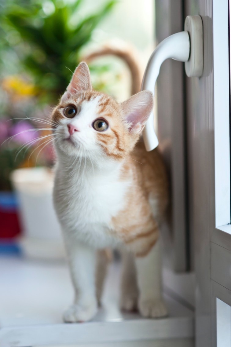 Beautiful ginger tabby kitten looks up.