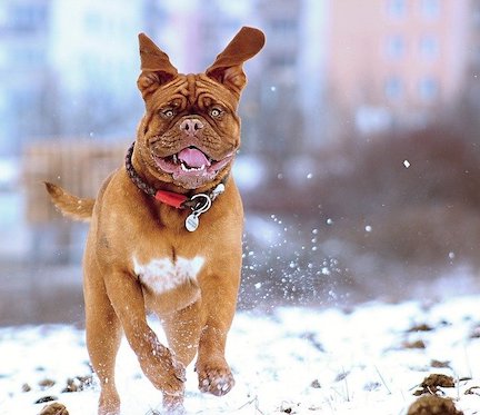 Dog runs through the snow.