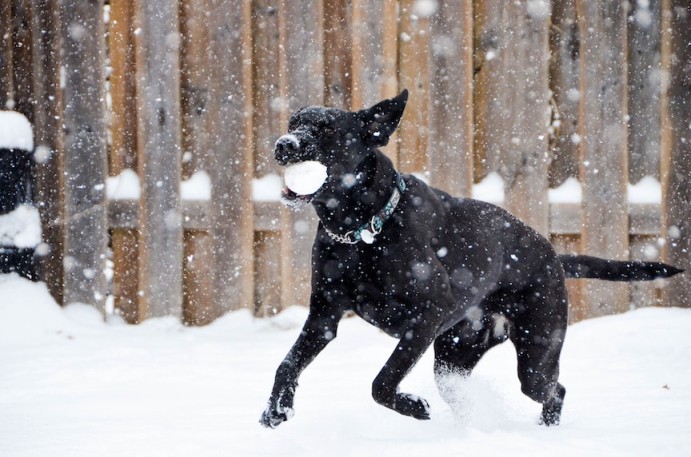 Black lab runs through the snow with a snowball in his mouth.