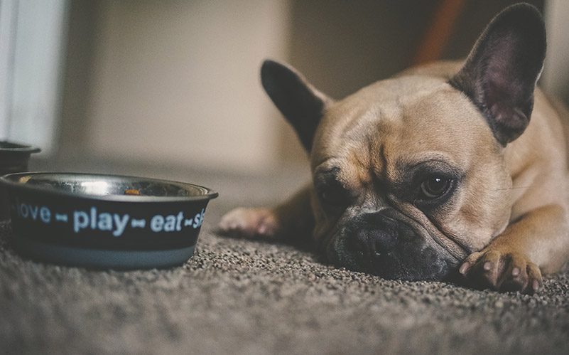 Top-Rated Dog Food Brands For 2021