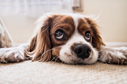 Brown and white Cocker Spaniel