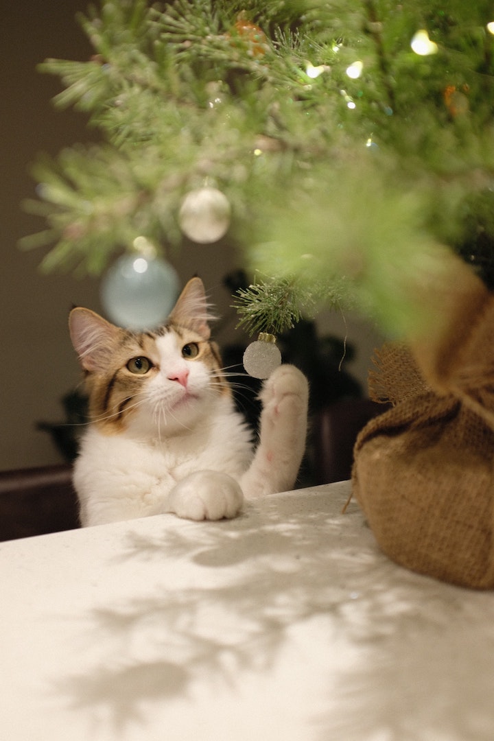 Cat paws at Christmas ornament.