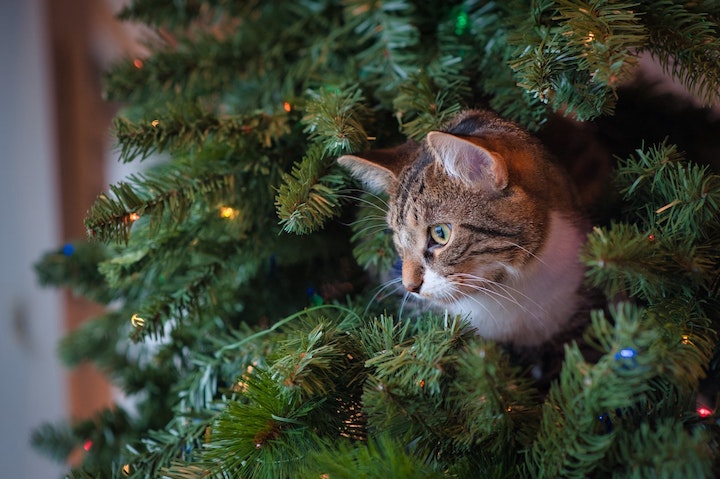 Cat climbs in a Christmas tree.