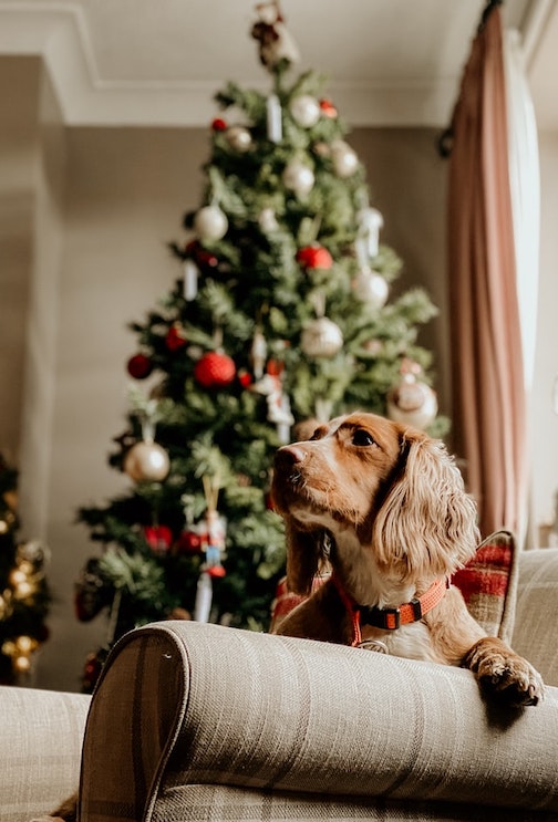 Dog poses in front of Christmas tree.