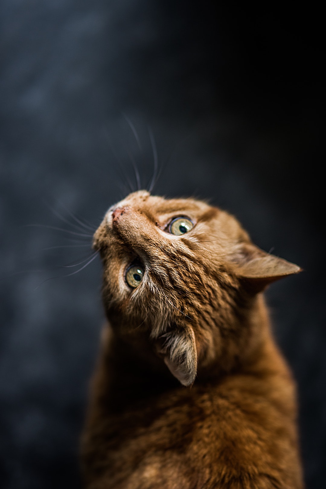 Cat looks up at his owner.