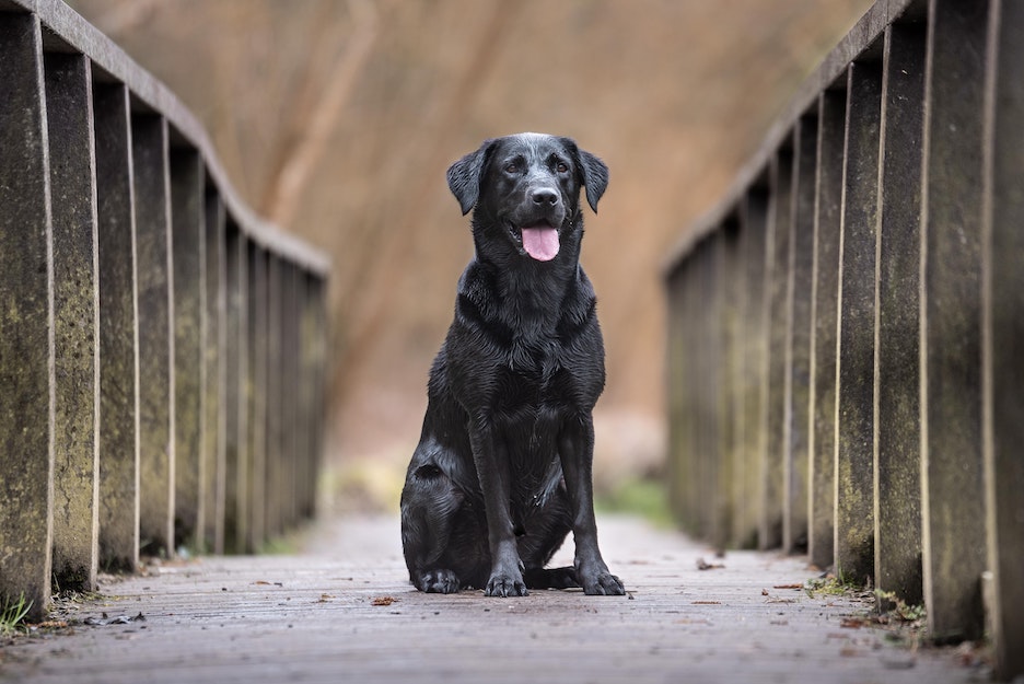 Black lab mix sits on a bridge.