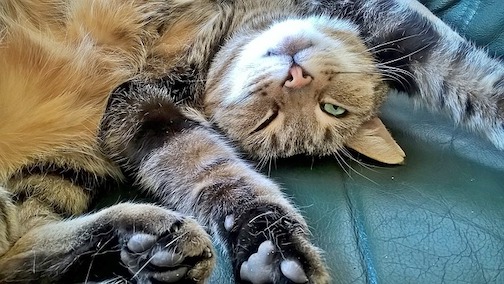 Cat stretches out on the floor.