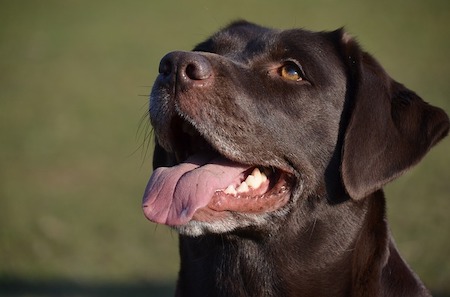 Chocolate lab looks adoringly at his owner.