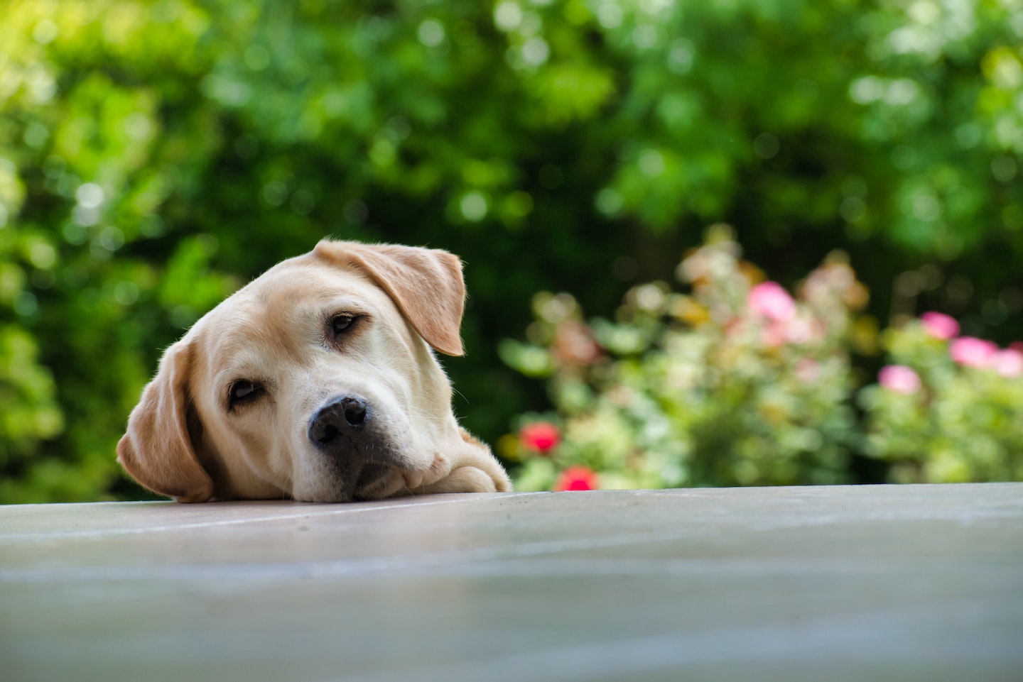 Yellow lab lounges in the backyard.