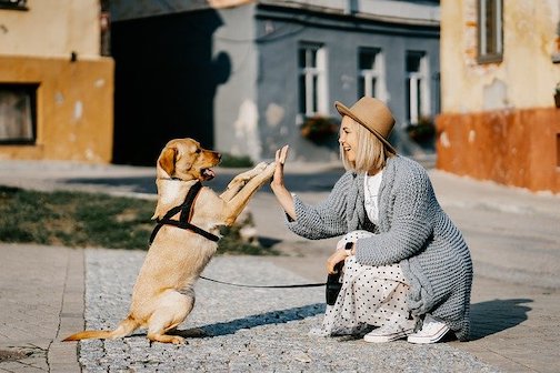 A pet parent high-fives her dog.