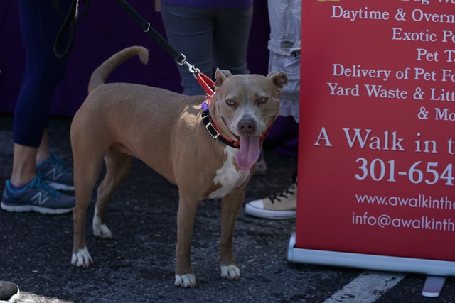 Adoption events are required for fostering a dog. 