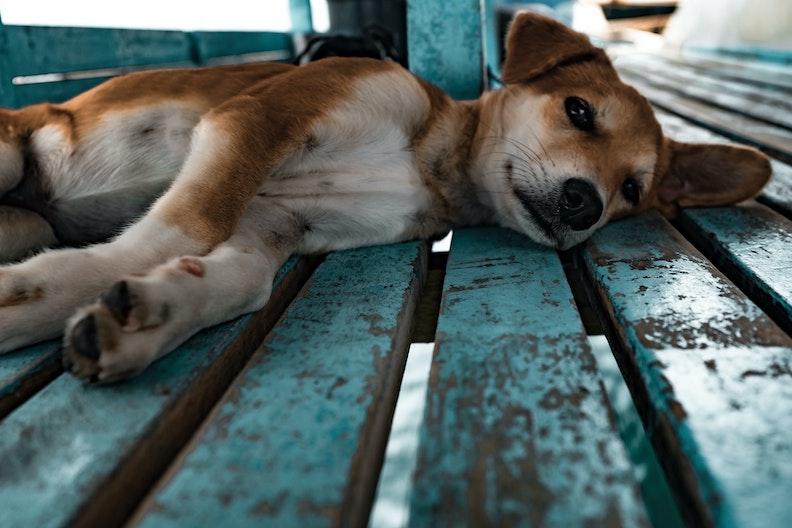 Puppy lays down on a bench.