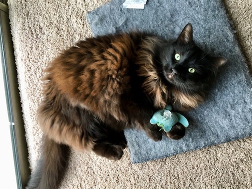 Large cat plays with toy on the floor.