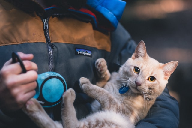 Cat with tags is carried by her owner.