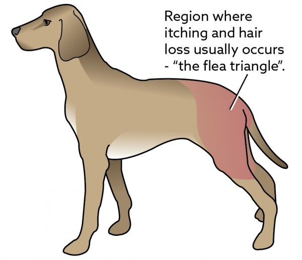 Flea Triangle where flea allergy occurs