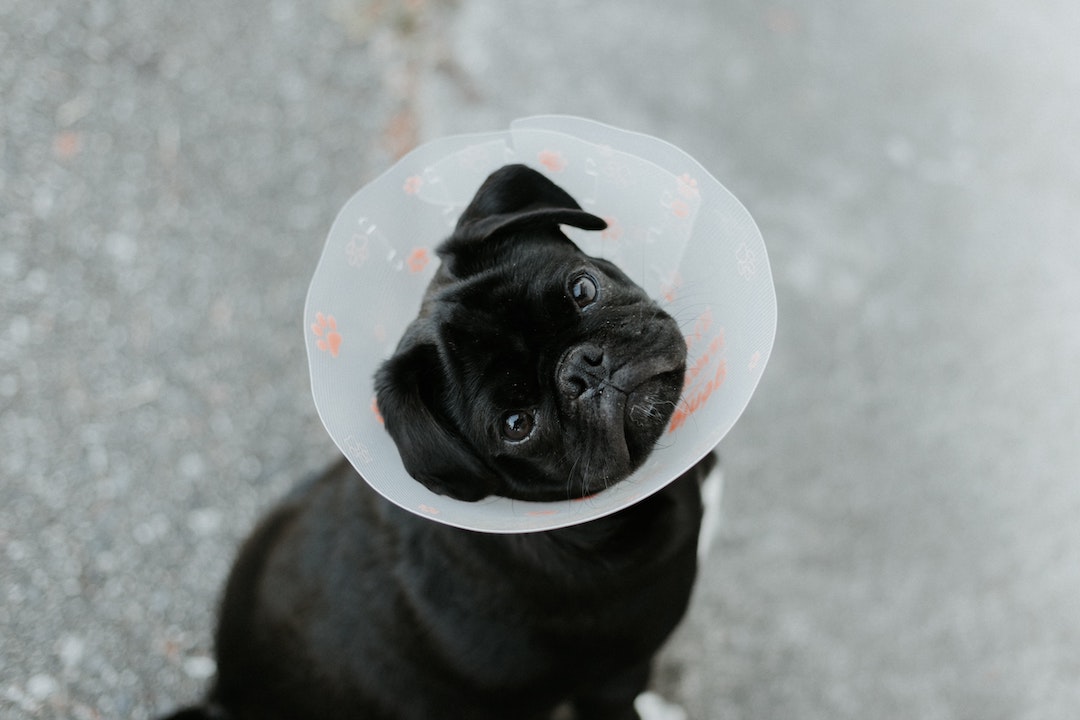 Pug wears cone after surgery.