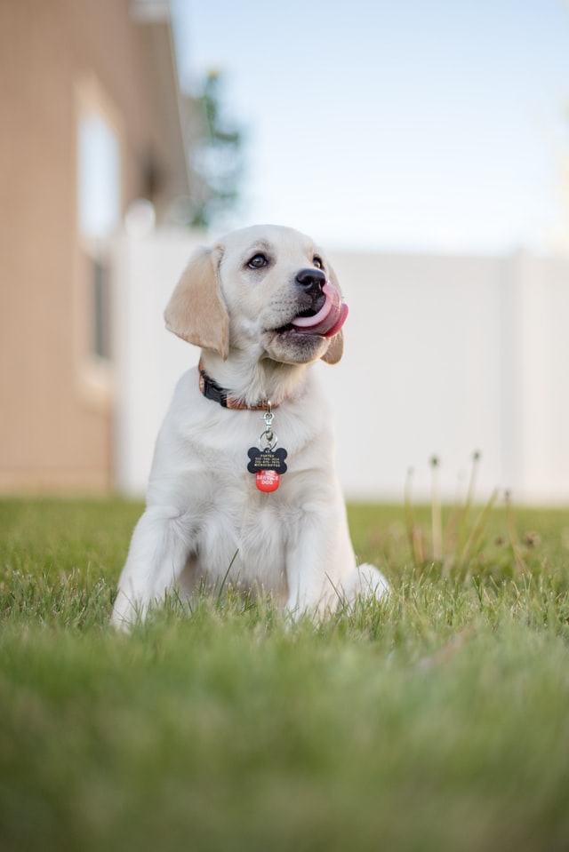 Microchipped puppy sits in the grass.