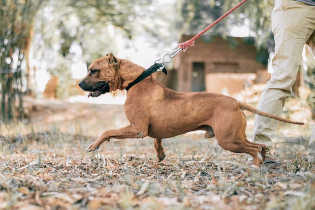 Leash aggression clearance training