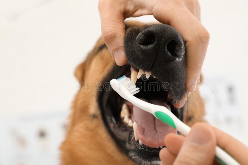 dog dental health