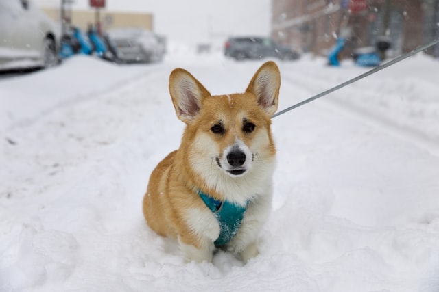 Corgi stands in the snow.