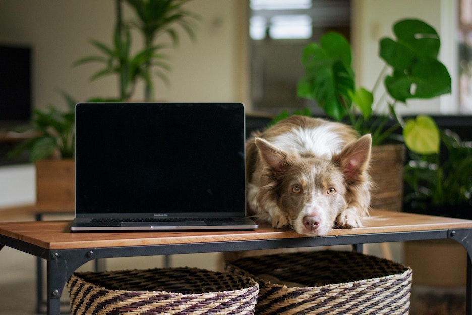 Collie mix sits near a computer monitor.