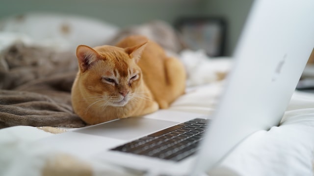 Cat dozes in front of a laptop.