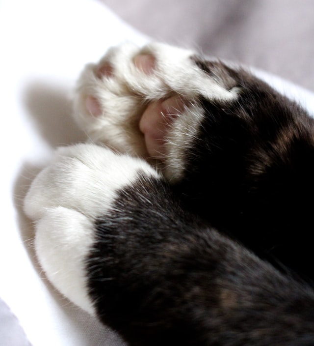 Tips for Healthy Pet Paws