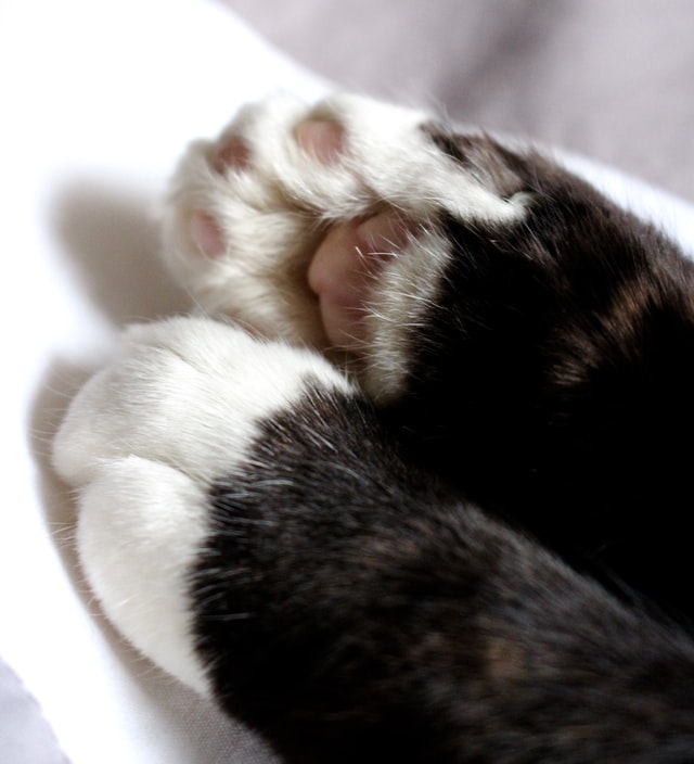 Pet-Paws