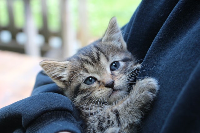 Tabby kitten snuggles in his owner's arms.