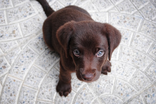 Chocolate lab puppy looks at the camera.