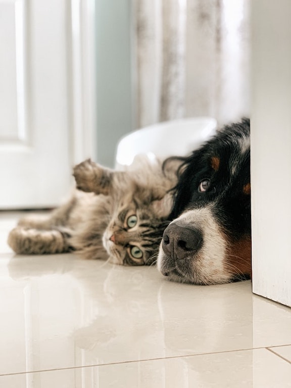 Cat and dog cuddle together on the floor.