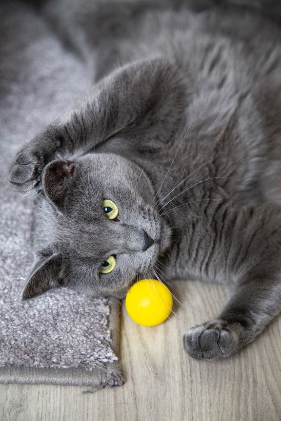 Cat plays with toy ball.