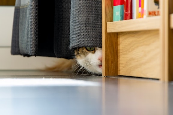 Cat hides behind the curtains.