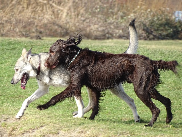 A Husky and Doodle running together.