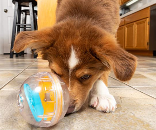 Interactive Pet Toys Can Keep Pets Busy - Befur and After Mobile Dog  Grooming