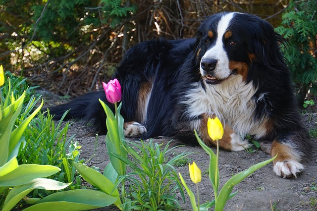 Dog lying near tulips.