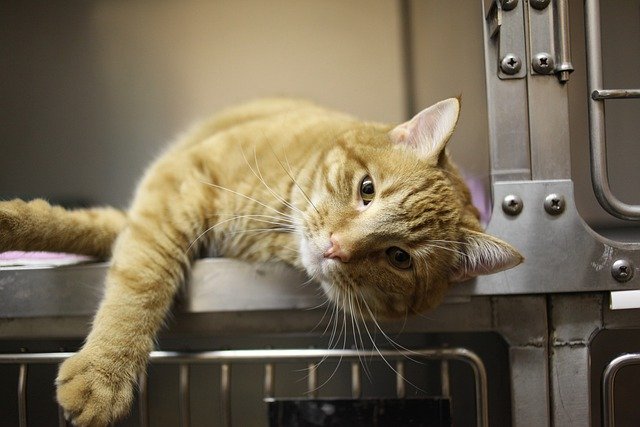 Cat lounges in kennel at the veterinarian's office.