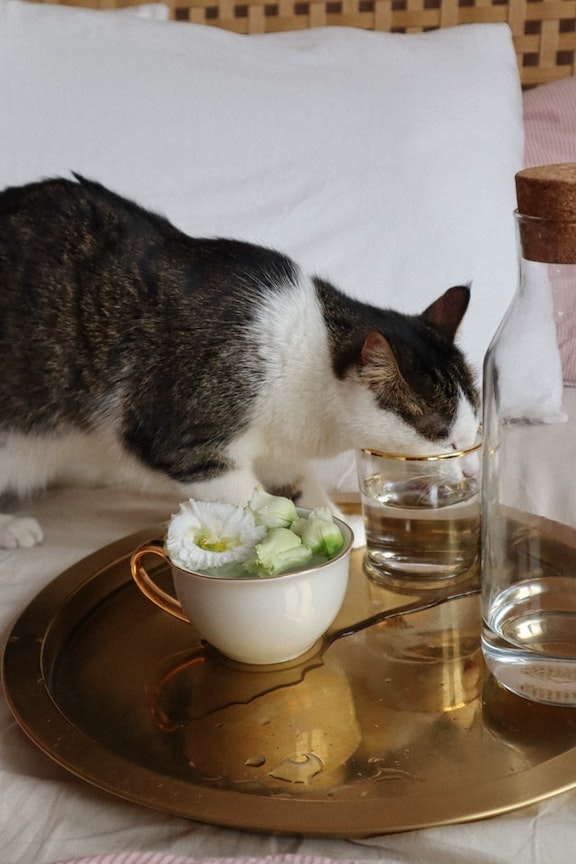 Cat drinks from a glass of water.