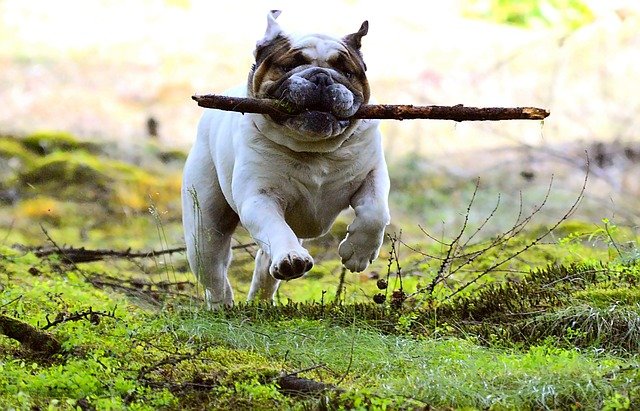 Dog with stick runs in the sun.