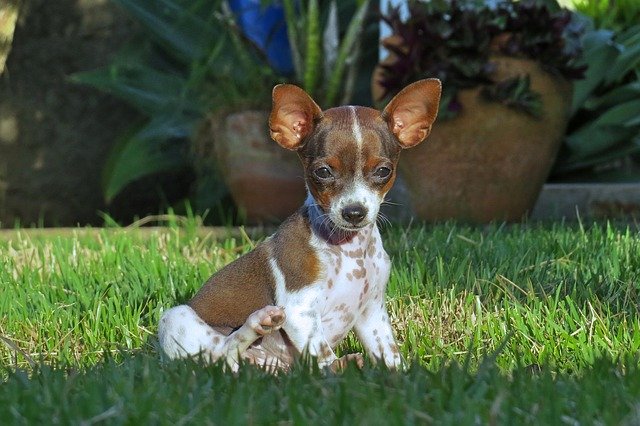 Chihuahua puppy sits in the grass.