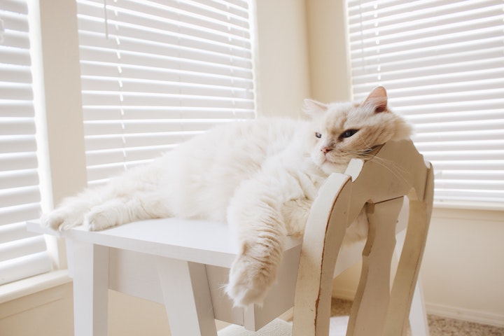 White Himalayan cat lounges on a chair.